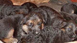 3-х недельные щенки немецкой овчарки. Одесса. 3-х недельные щенки немецкой овчарки. Одесса.