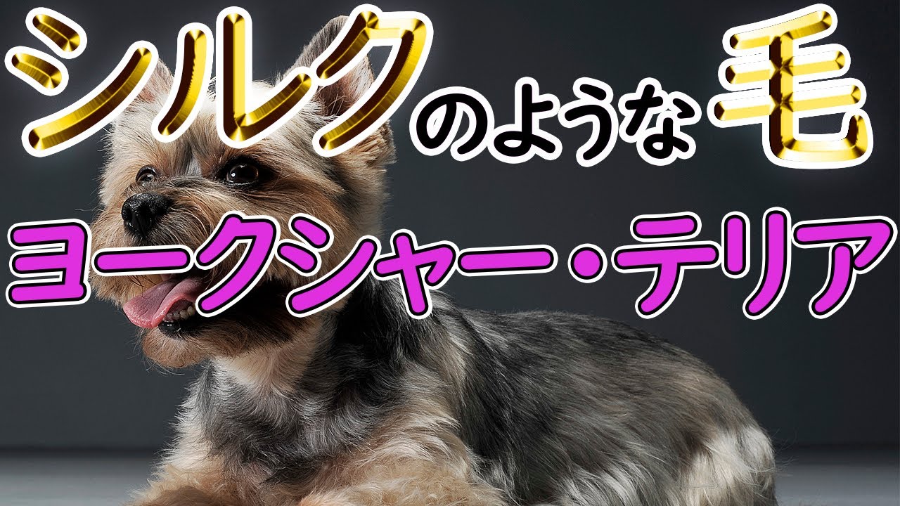ヨークシャー・テリア】本には載っていないパンク町田の犬種図鑑 - YouTube