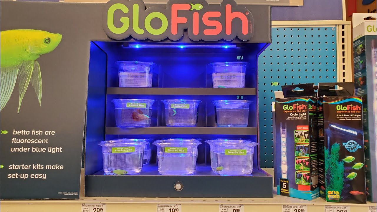 Betta Fish)New *RARE* Glo Betta Fish + Glo Products At Petsmart