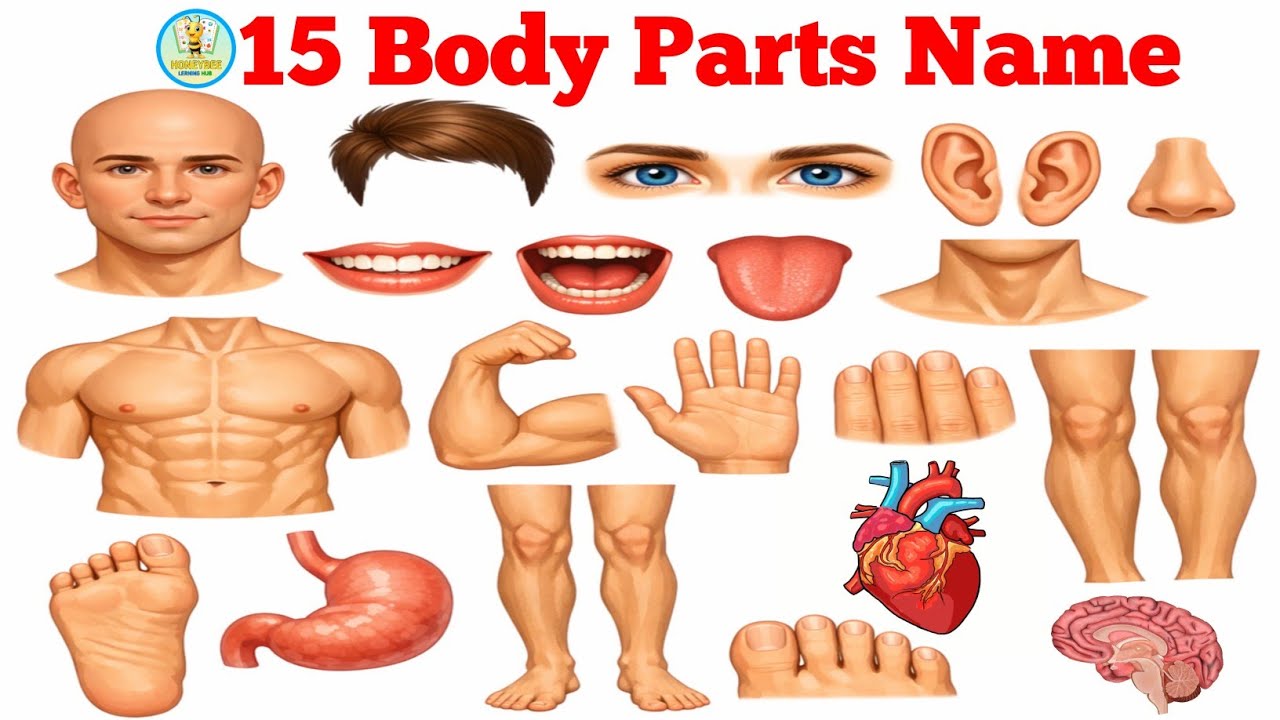15 Body Parts Name Learning English & Hindi | शरीर के अंगों के नाम | HoneyBee Learning Hub