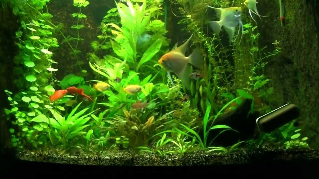 koud water planten aquarium