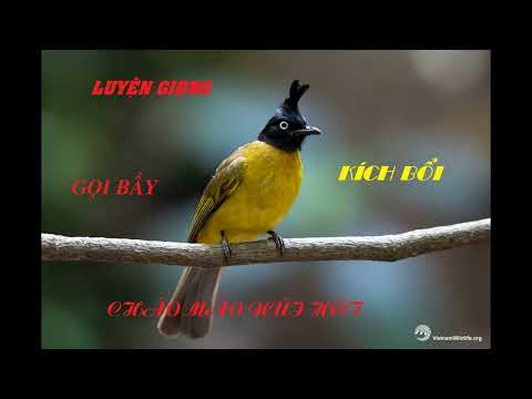 Video TIẾNG CHIM CHÀO MÀO NÚI HÓT CHUẨN - KÍCH BỔI - GỌI BẦY... - youtube