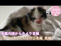 見つめる三毛猫　保護した子猫はにっこりスマイル≪前編≫　ナレーション付【保護猫幸せ物語】#23 Foster cat`s happy story