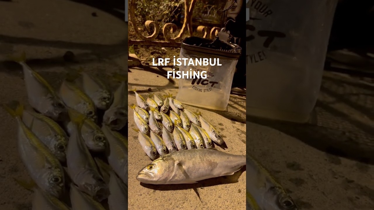 Lüfer avı | Spin avı |Akıntı burnu