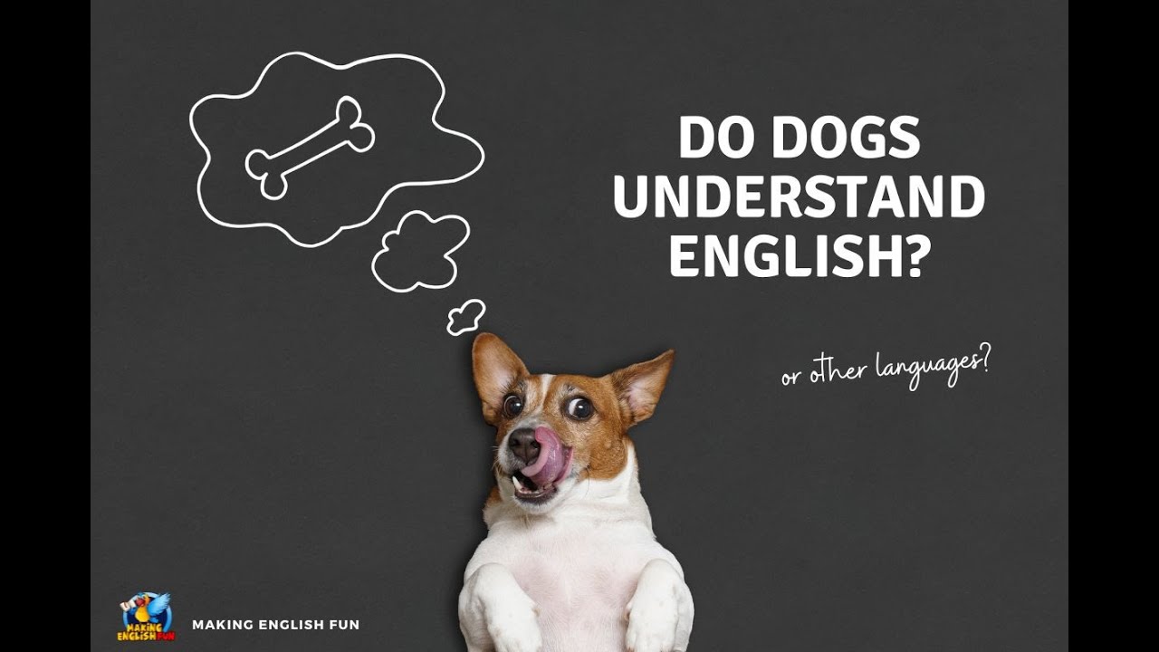 Do Dogs Understand English YouTube do-dogs-understand-english-youtube