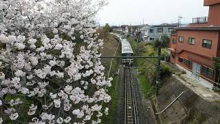 JR奈良線の205系と桜の玉川❗