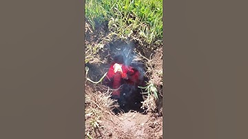 How to kill, or exterminate moles and or gophers the easy way.   #flare and #blower