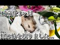 愛犬ルゥ。激怒症候群と虐待を乗り越えて天寿を全うしました。
