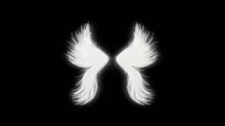 angel wings overlays black screen