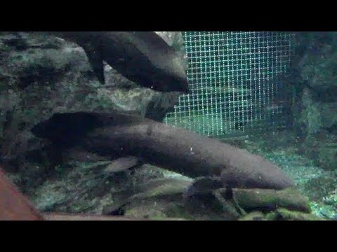 camera iphone 8 plus apk オーストラリアハイギョの群れ（上野動物園）Queensland Lungfish