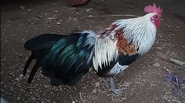 Tus Qaib Seb Qua Zoo Heev Nawb 👍👍🤝 23/10/2025