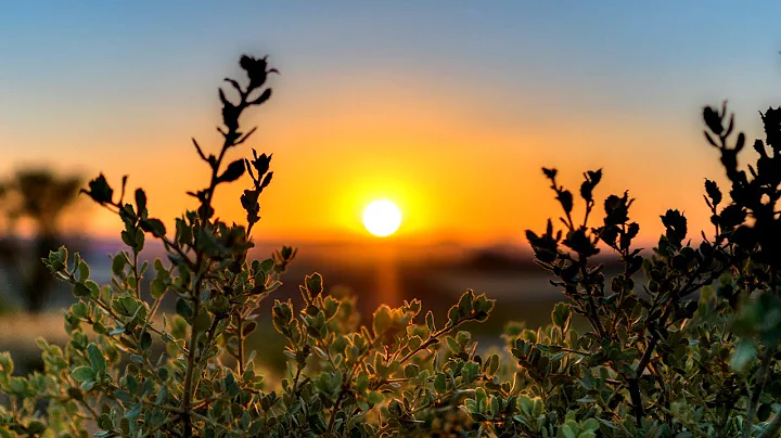 Beautiful Relaxing Music - Stop Overthinking, Stress Relief Music with Calming Birds Singing *35