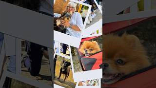 ModeS на двох масштабних виставках собак в Дніпрі✨🐶 Як це було… #modes