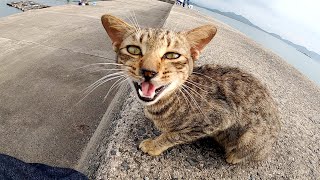 【漁港の猫】堤防で海を眺めていたら、可愛いトラ猫が隣に座ってきた