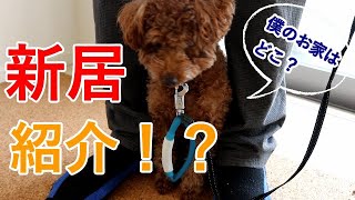 新居のお引っ越しに心配する愛犬トイプードルが可愛い♡