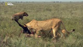 National Geographic - The Most Deadly Apex Predators on Earth - New Documentary HD 2017