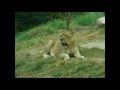 3. Вокруг США на автомобиле, Alabama - Birmingham USA, The  Birmingham Zoo (часть 2)