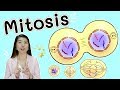 การแบ่งเซลล์ แบบ ไมโทซิส mitosis