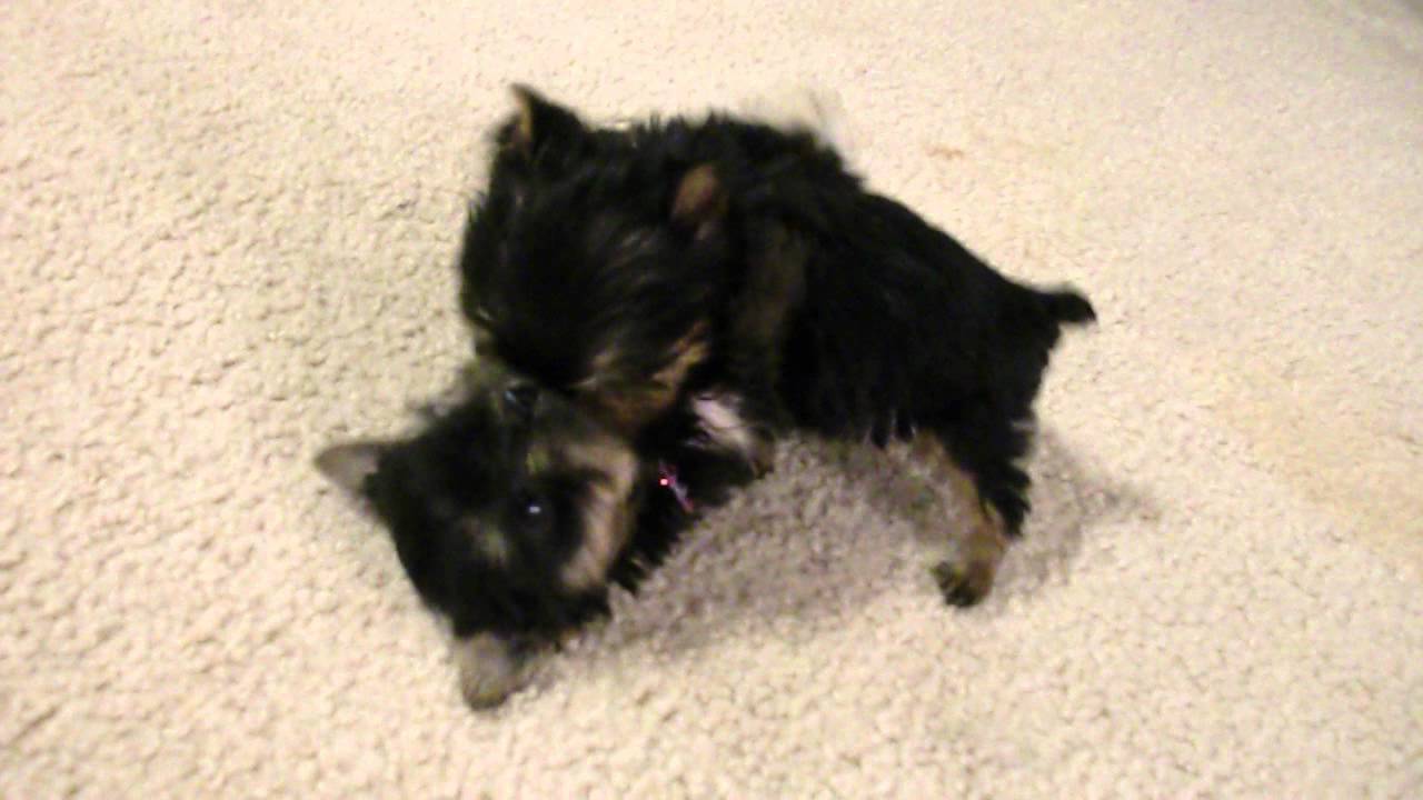 small yorkie puppies for sale