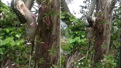 Astonishing moment a python swallows a large possum WHOLE after capturing it up a tree