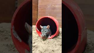 Cat Paul Short Mouse Games Episode 6 Relaxing For Cats - Mouse Games Hide Seek Paul Bardor