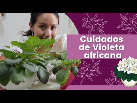 Vídeo: Violeta LE-Romaní (27 Fotos): Descripció De La Varietat, Característiques Del Cultiu De Saintpaulia