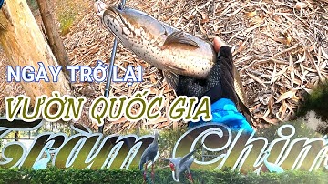 Câu cá lóc Vườn Quốc Gia Tràm Chim - Ngày trở lại cùng ae (tập 3). Nay cá ăn mạnh #caloc62-21