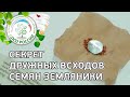 Стратификация семян земляники. Клубника, земляника из семян.