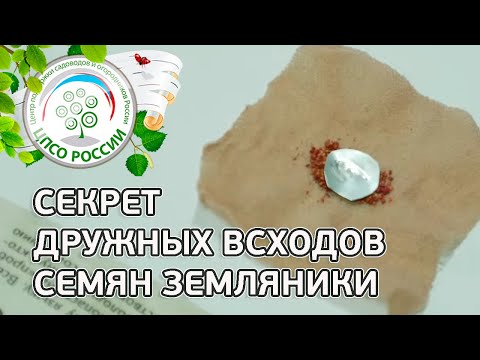 Стратификация семян клубники в домашних условиях