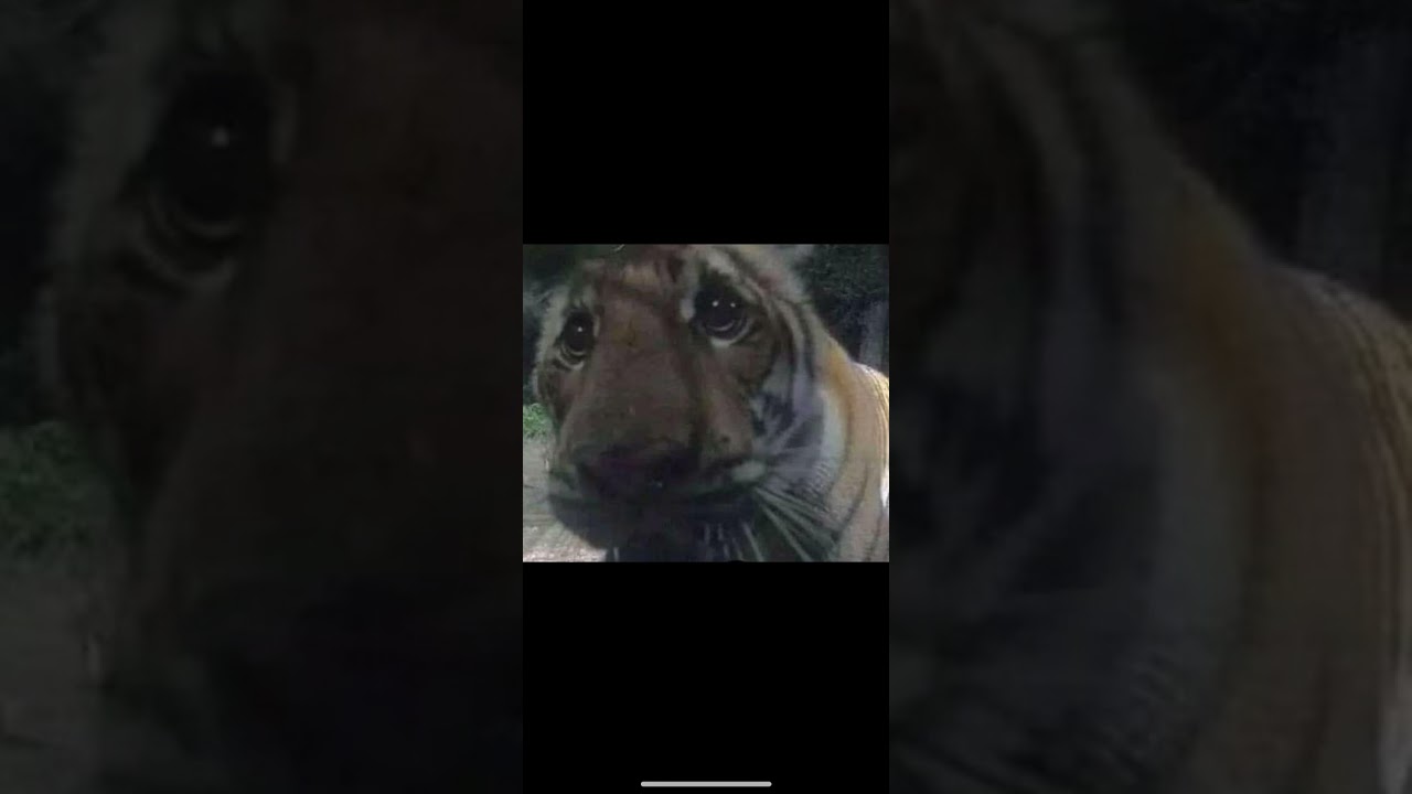 MORAD - COMPRENDO SPEED UP