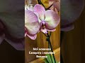 фаленопсис хобі Orhids квіти українськийютуб цвітіння Phalaenopsis весна