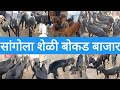 शेळी,बोकड बाजार सांगोला / Goat market sangola / बकरा बकरी मार्केट सांगोला/Bakra Bakri market Sangola