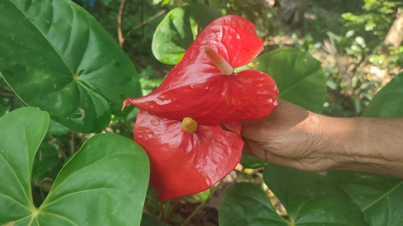 23 පැකේජය - පැල 10 - රු2200/= 💐🦋