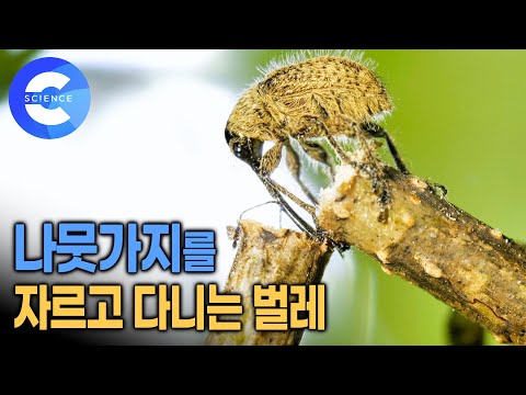1센치도 안되는 <strong>작은</strong> 벌레는 왜 나뭇가지를 자를까? | 도토리가 땅에 떨어져있는 이유 | 도토리거위벌레가 살아가는 <strong>법</strong> | 다큐프라임