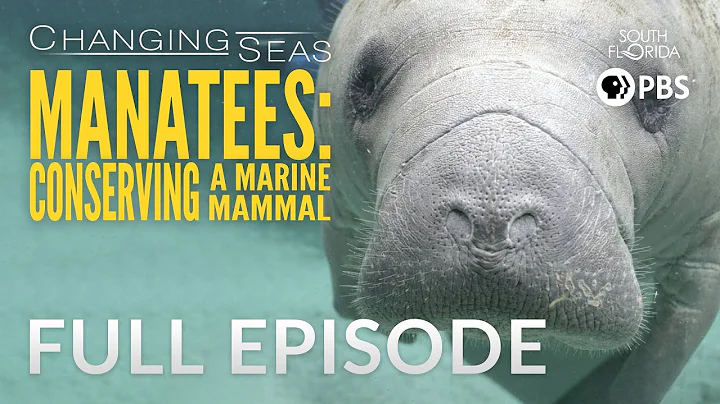 Manatees: Conserving a Marine Mammal - Full Episode - DayDayNews