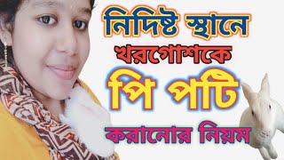 কিভাবে খরগোশ কে নিদির্ষ্ট জায়গায় পটি করাবেন ? Pi Potty / Rabbit Litter Traning / Potty Training