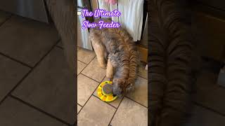 Wicket the Briard  The Ultimate in lunchtime fun! #dog #puppy #briard
