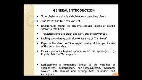 2nd B.Sc Botany Psilotum Part 1 lecture by Dr. Vinayaka K. S.