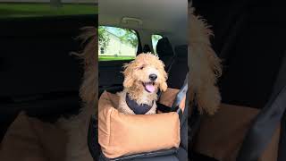 Experience Ultimate Dog Comfort: Paw.com's Faux Leather Memory Foam Car Bed