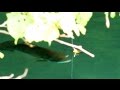 生蝉に思わず食らいつくデカバス！JBのスーパールーキ長谷川太紀の野尻湖実釣！