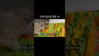진드기 퇴치제 추천 🫶#협찬#무료협찬 #멍가드 #강아지진드기퇴치제#멍가드진드기퇴치제#진드기퇴치제#산책필수템#진드기#강아지산책#말티푸하루#말티푸#maltipoo