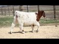 WS bull:steer