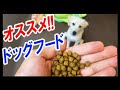 おすすめ！ドッグフード「犬用ブラックウッド」おいしそう♪子犬 ラブラドールレトリバー