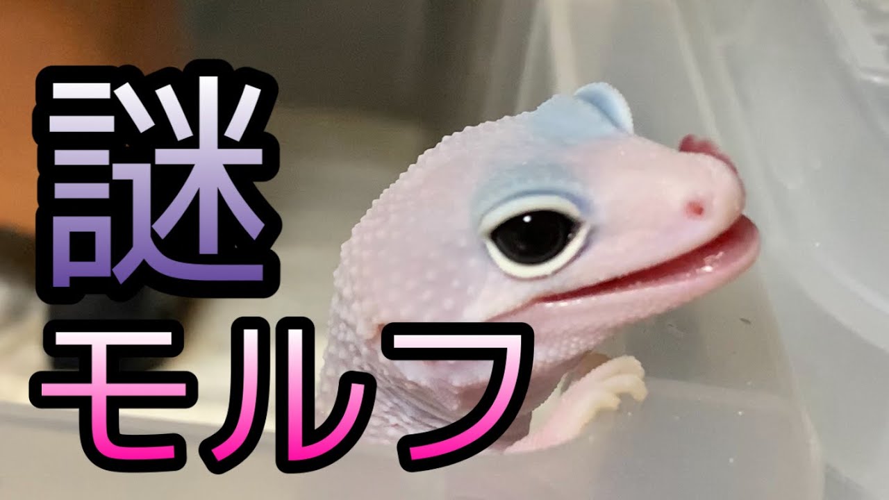 Rare species??] Mysterious morph leopard gecko born in my home