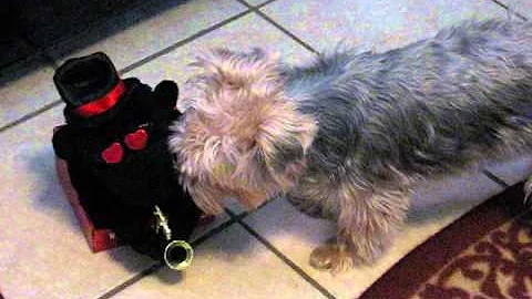 Harley and the Monkey