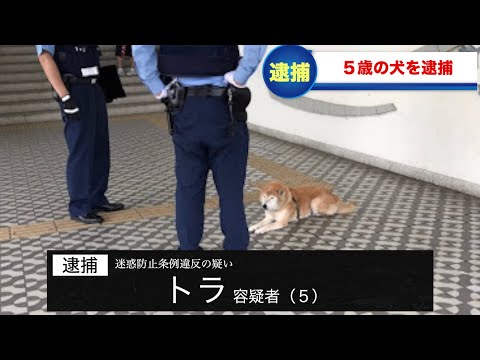 犬が逮捕されてツボるアナウンサー 