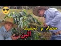عملية حصاد و تجفيف ثمار البن القهوة