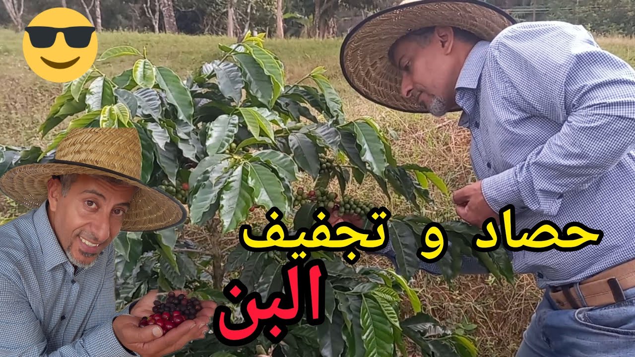 عملية حصاد و تجفيف ثمار البن ( القهوة ) 🤗
