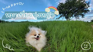 หมาเที่ยวทุ่งหญ้า ศูนย์วิจัยและพัฒนาอาหารสัตว์สุพรรณบุรี, ต้นไม้ยักษ์500ปีบ้านไร่