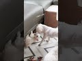 언니 이기는 날쌘 강아지 &#39;다 계획이 있구나~&#39;^^ #shorts #puppy